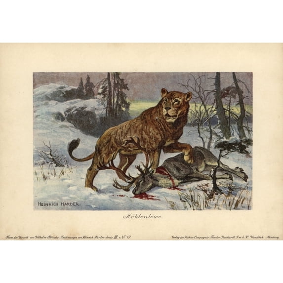 European Cave Lion, Panthera Leo Spenaea, Extincta Poster Print By ® Florilegius Mary Evans (24 X 18)