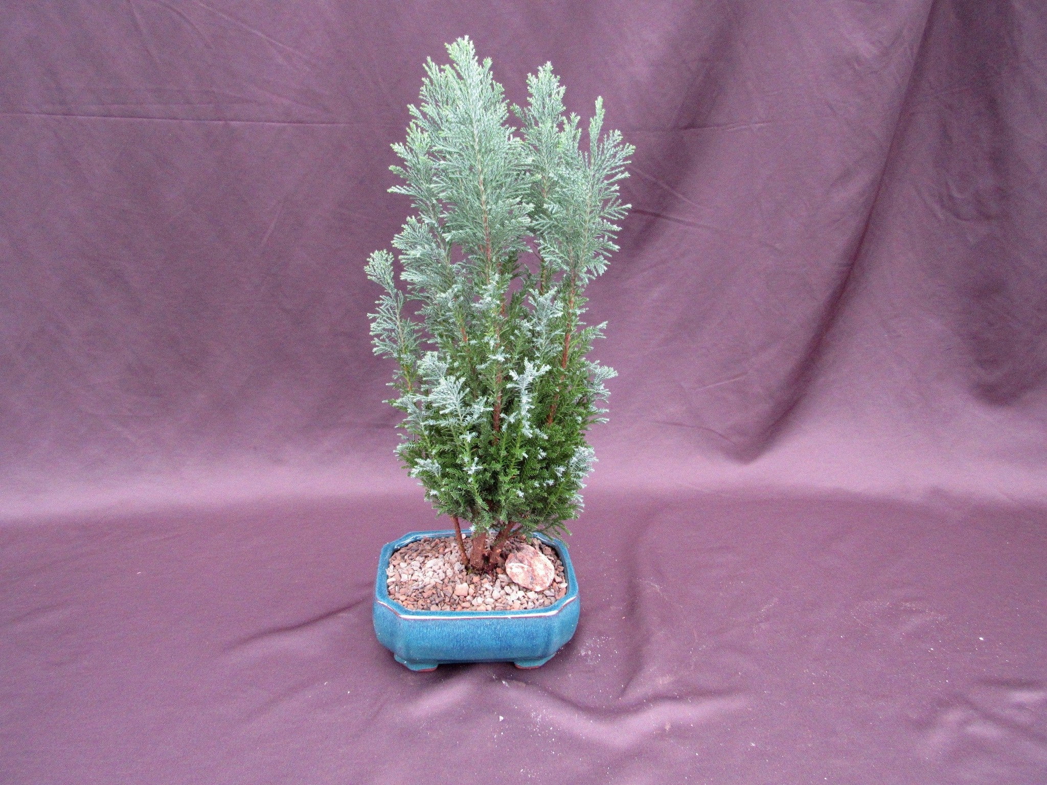 1. The Ultimate Bonsai Tree Kit: Cultivate Mini Masterpieces