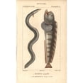 thumbnail image 1 of European Eel, Anguilla Anguilla, Criticallya Poster Print By ® Florilegius Mary Evans (24 X 36), 1 of 3