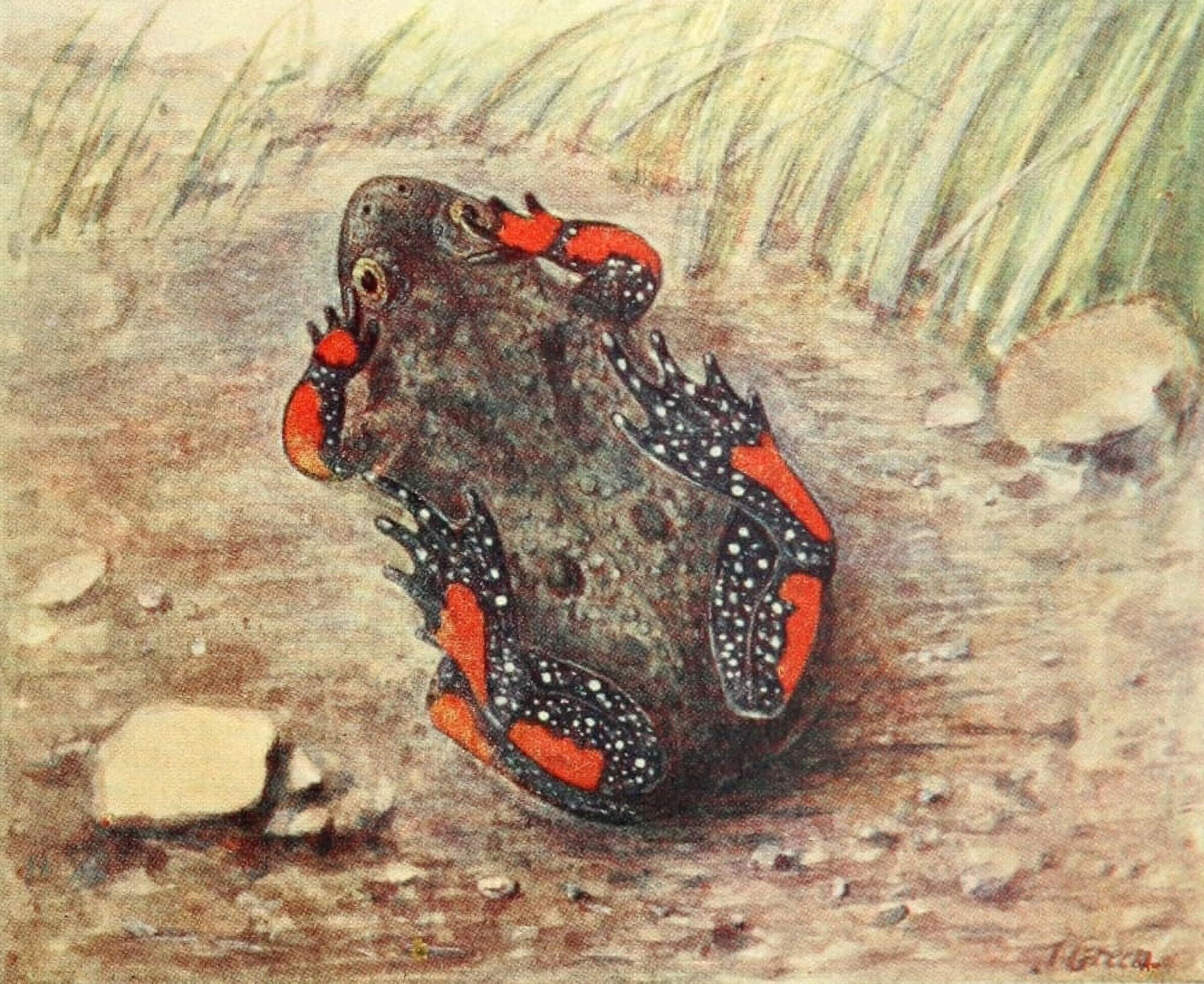 European Fire-bellied Toad Canvas Art - James Green (18 x 24)
