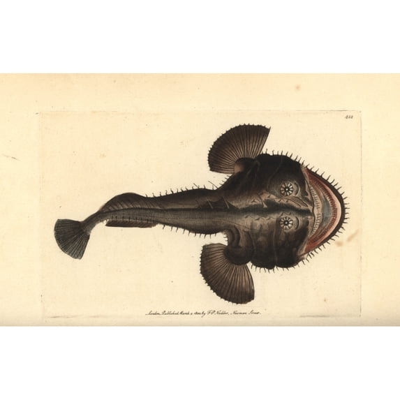 European Frogfish Or Angler, Lophius Piscatorius Poster Print By ® Florilegius Mary Evans (36 X 24)