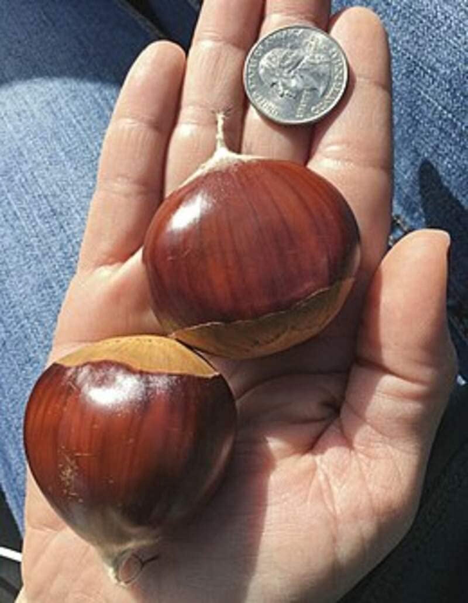 European Giant Chestnut Seeds for Planting Spanish Chestnut Castanea