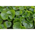 thumbnail image 1 of European Ginger Plants for Growing, Easy to Grow Shade Perennial, Healthy Rootstock (3 Plants), 1 of 2