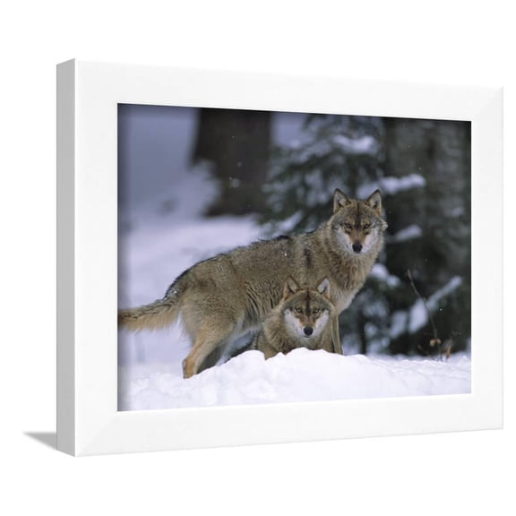 European Grey Wolves in Snow, Bayerischer Wald Np, Germany, Animals Framed Art Print Wall Art by Eric Baccega Sold by Art.Com