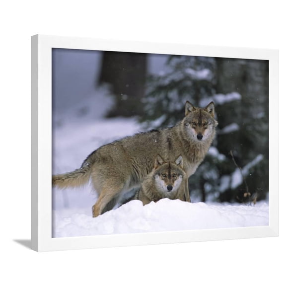 European Grey Wolves in Snow, Bayerischer Wald Np, Germany, Animals Framed Art Print Wall Art by Eric Baccega Sold by Art.Com
