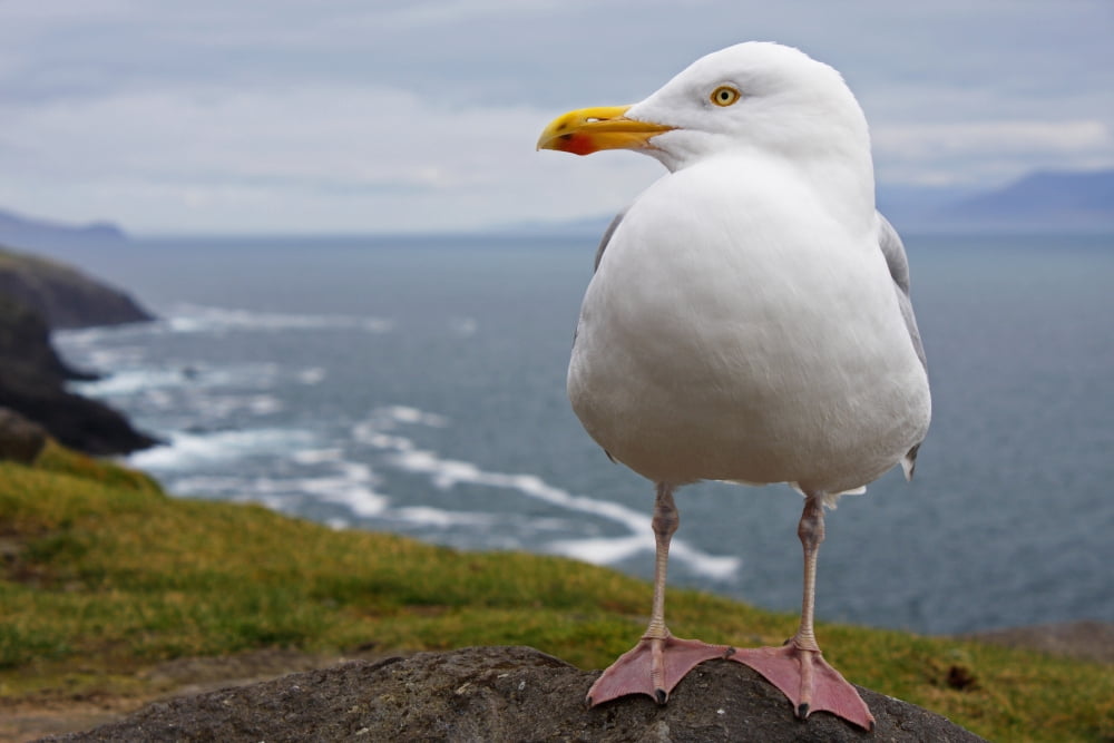 European Herring Gull (Larus Argentatus) Perched On A Rock On Slea Head On The Dingle Peninsula County Kerry Munster Ireland Canvas Art - Trish Punch Design Pics (38 x 24)