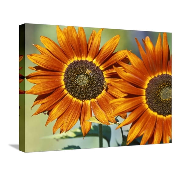 European Honey Bees Pollinating Red Sunflowers, RhinelandPalatinate, Germany, Botanical Stretched Canvas Wall Art by Tom Haseltine Sold by ArtCom