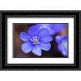 thumbnail image 1 of European Liver Leaf flower-Germany 2x Matted 24x18 Black Ornate Framed Art Print by Wothe, Konrad, 1 of 2