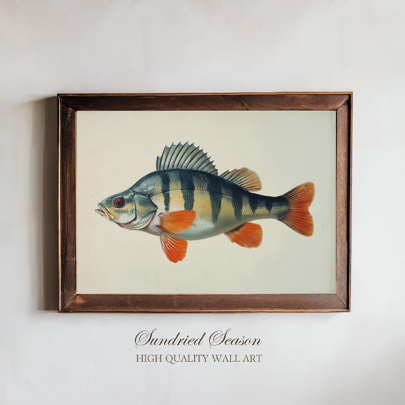 European Perch Illustration Classic Fish Vintage Natural Freshwater Decor