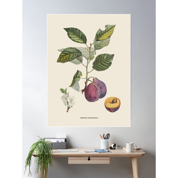 European Plum Antique Botanical Illustration Poster Wall Art, Modern Wall Decor For Living Room Bedroom, 12x18 UNFRAMED