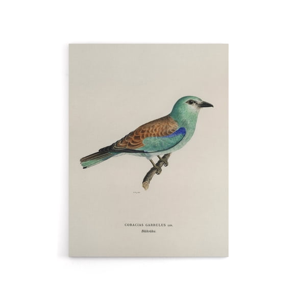 European Roller Bird Von Wright Vintage Canvas Wall Art 12X16"