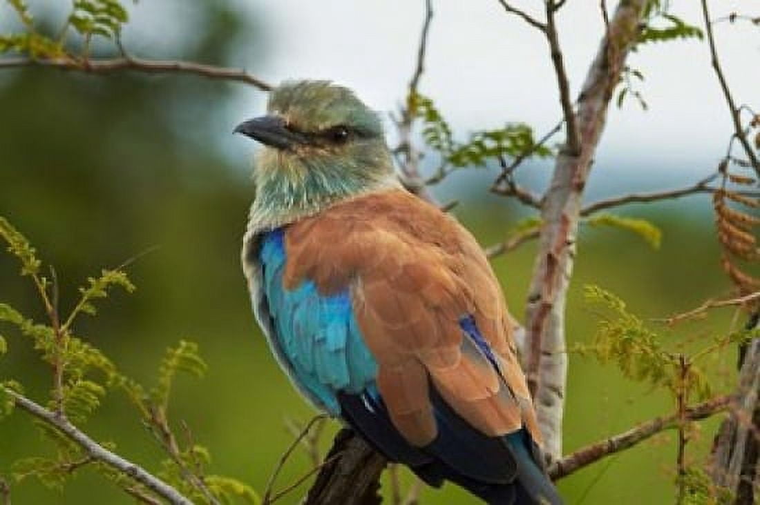 European Roller Kruger National Park South Africa Canvas Art - David Wall DanitaDelimont (24 x 15)