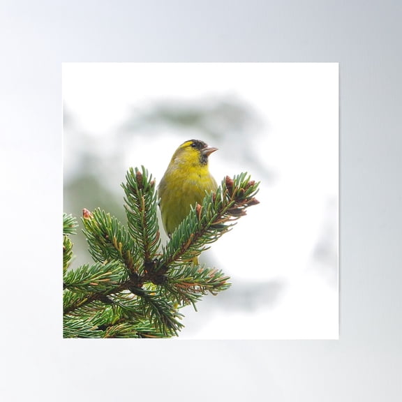 “ European Siskin “ Poster Wall Art, Modern Wall Decor For Living Room Bedroom, 24x24 UNFRAMED