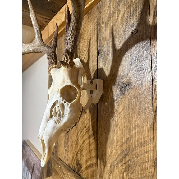 European Skull Mount Hangers Trophy Buck: , Raging Bull: Elk, and Mammoth: Steer/Bison/Moose (Trophy Buck )