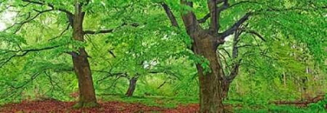 European beech Kellerwald Germany Canvas Art - Frank Krahmer (10 x 20)