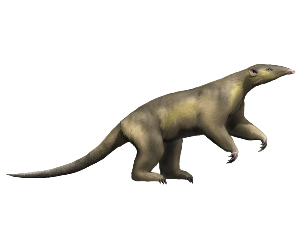 Eurotamandua is an extinct mammal from the Eocene epoch Canvas Art - Nobumichi TamuraStocktrek Images (17 x 13)
