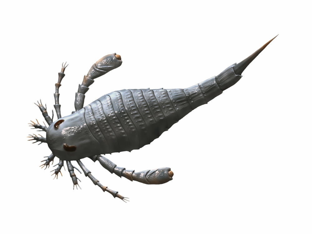 Eurypterus tetragonophthalmus Silurian of Europe Canvas Art - Nobumichi TamuraStocktrek Images (17 x 13)
