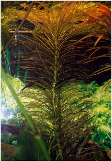 Eusteralis Stellata Pogostemon Live Aquarium Plant – Fresh Live Aquatic Stem Plant for Planted Fish Tanks