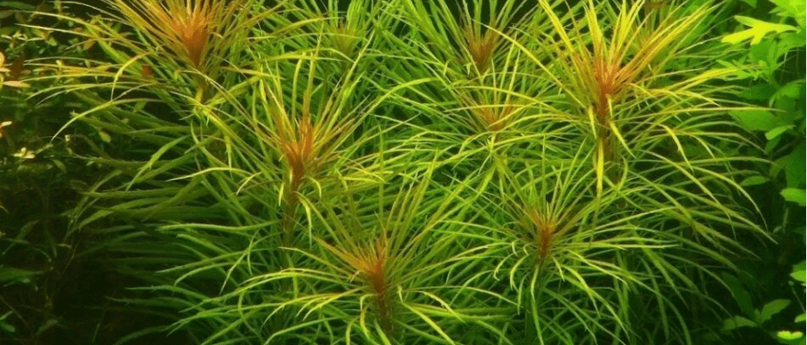 Eusteralis Stellata / Pogostemon Stellatus Live Aquarium Plant – Star-Shaped Freshwater Stem Plant for Planted Tanks
