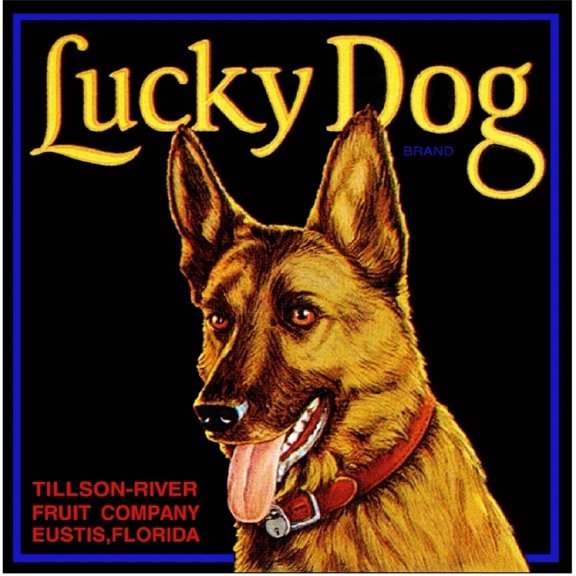 Eustis Florida Lucky Dog German Shepherd Orange Citrus Fruit Print Home Decor Office Wall Art