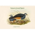 thumbnail image 1 of Eutrygon Terrestries - Papuan Ground-Pigeon Poster Print by John  Gould (24 x 36), 1 of 1
