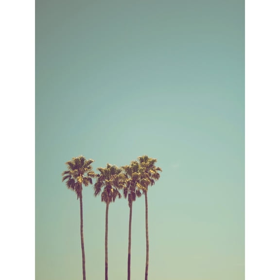 Ev Palm Trees Summer Santa Cruz California USA Photo Extra Large XL Wall Art Poster Print