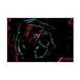 thumbnail image 1 of Eva Bane 'Neon Glow in the Dark 02' Canvas Art, 1 of 3