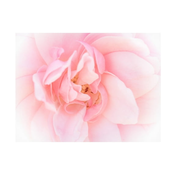 Eva Bane 'Pretty Pink Blooms III' Canvas Art