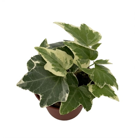 Eva English Ivy - Hedera - 2.5" Pot