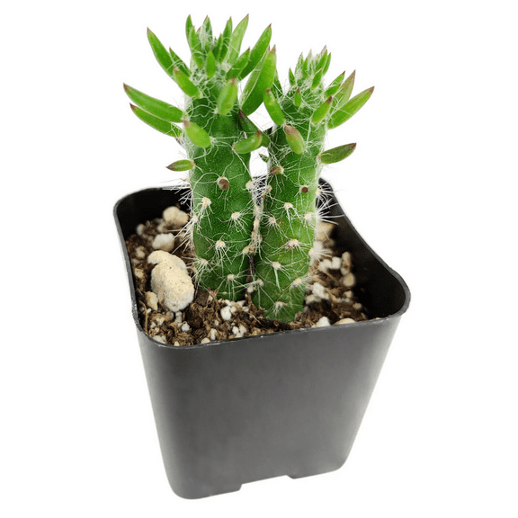 Eve's Needle Cactus - Austrocylindropuntia Subulata Succulent Live Plant 2 Inch for Indoor Outdoor Home Office Garden Decor