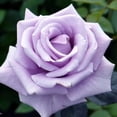 thumbnail image 1 of Sterling Silver Rose Seed,Hybrid Tea Rose 100 Seeds Beauty Flowers Highly Fragrant Showy Display Beautiful Potted Plants, 1 of 2