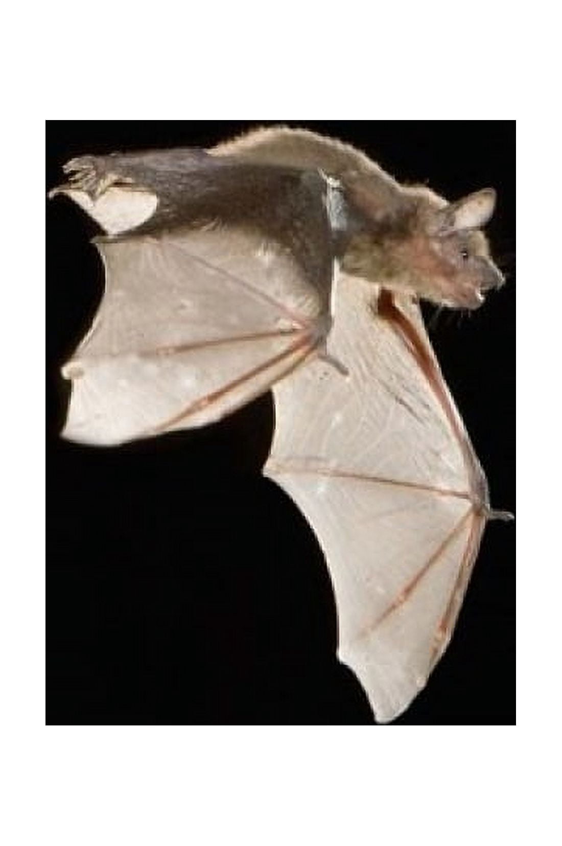 Evening Bat leaving Day roost in tree hole Texas Canvas Art - Rolf Nussbaumer DanitaDelimont (11 x 17)