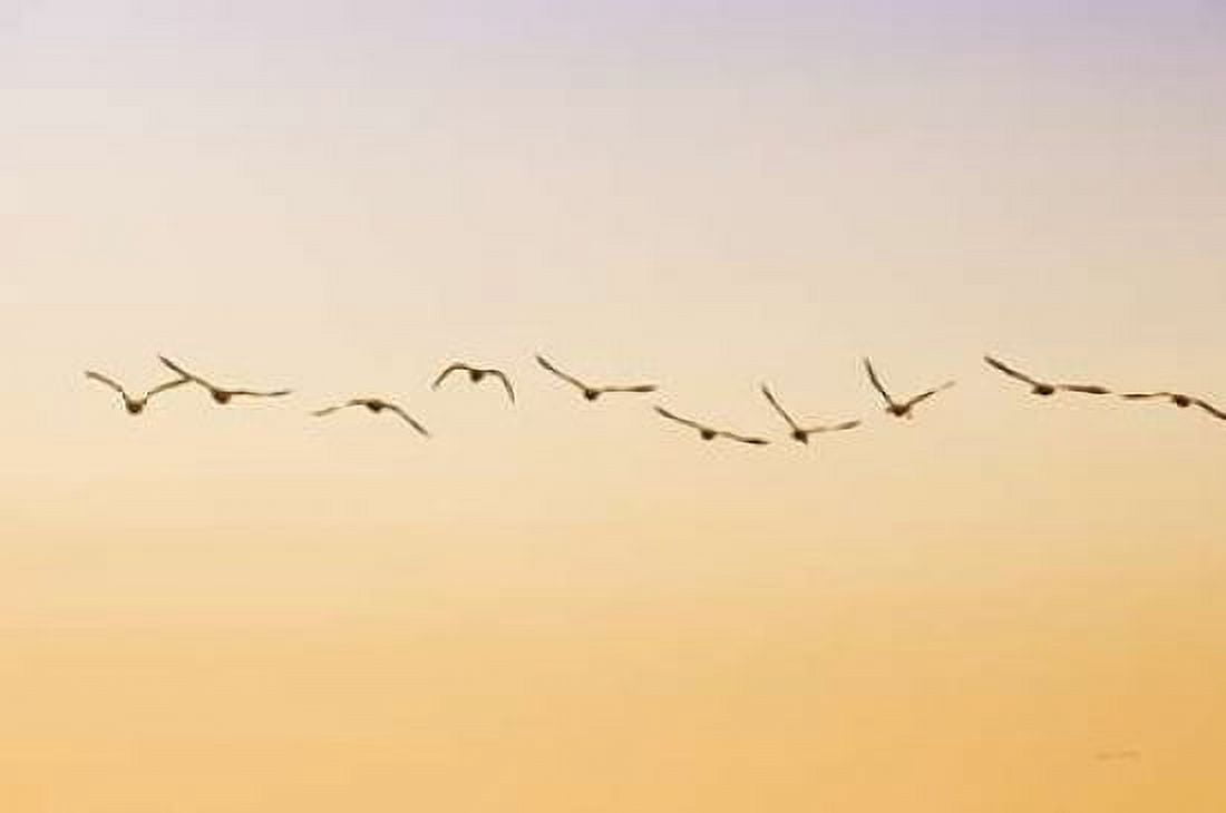 Evening Flight Canvas Art - Ramona Murdock (12 x 18)