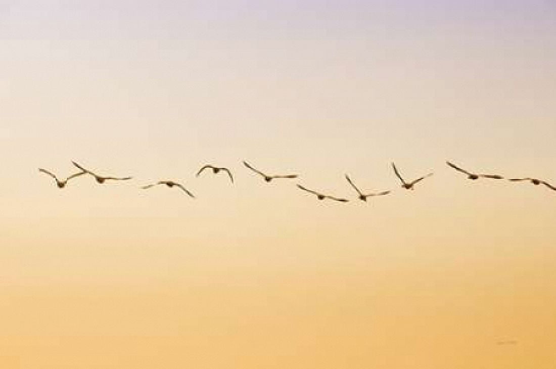 Evening Flight Canvas Art - Ramona Murdock (24 x 36)