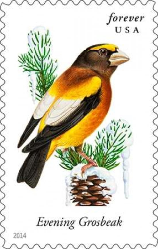 Evening Grosbeak Canvas Art - US POSTAL SERVICE (12 x 18)