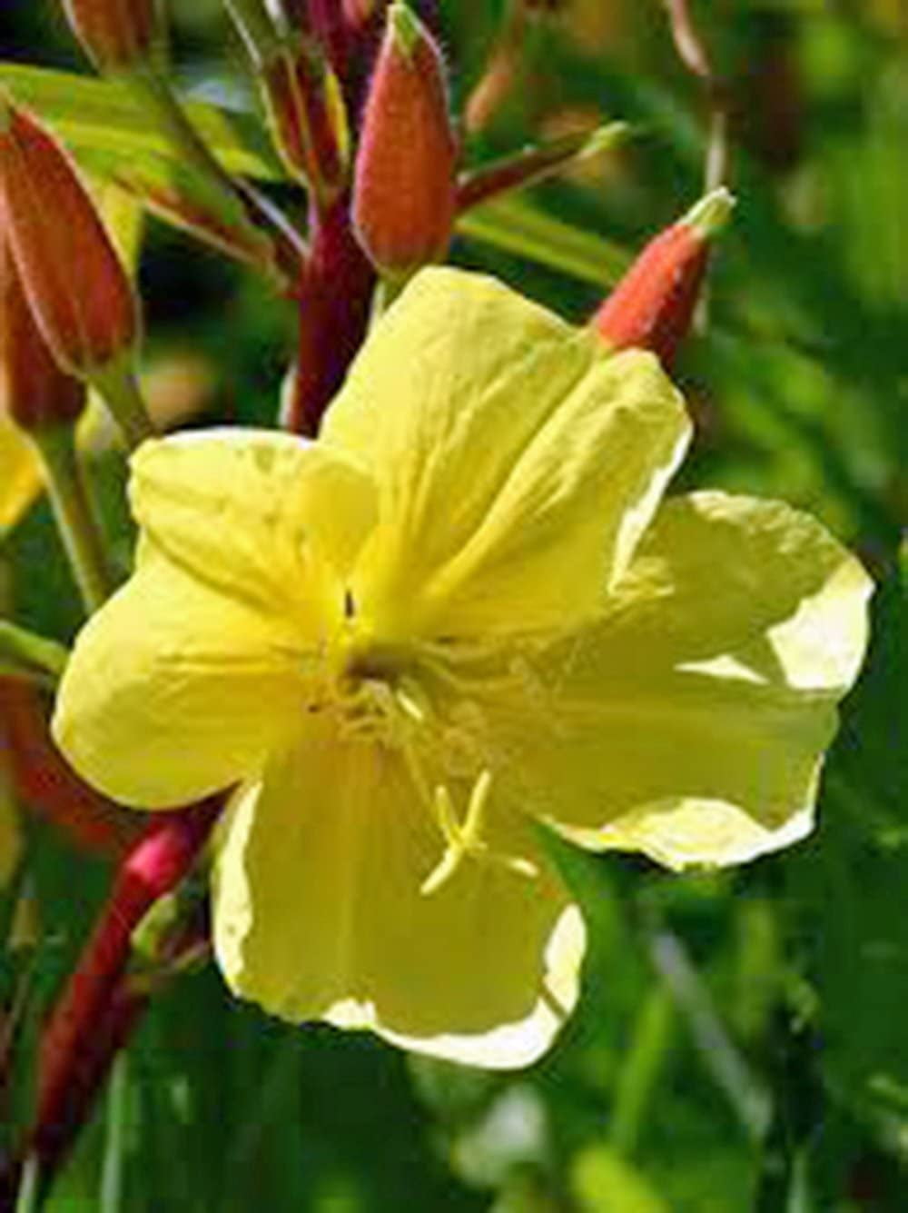 Evening Primrose 100 Seeds Newly Harvested, Beautiful Yellow Flowers