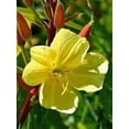 thumbnail image 1 of Evening Primrose 100 Seeds Newly Harvested, Beautiful Yellow Flowers, 1 of 1