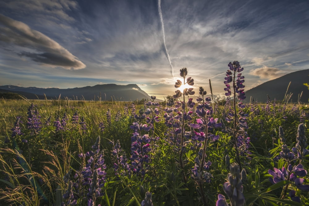 Evening sun shines through Arctic Lupine patch along the Turnagain Arm south of Girdwood Southcentral Alaska Canvas Art - Carl Johnson Design Pics (38 x 24)
