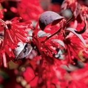 Ever Red  Fringe Flower - Loropetalum chinense Chang Nian Hong
