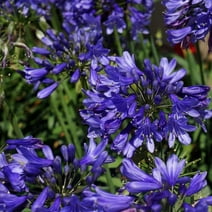 Ever Sapphire Agapanthus 'Lily of the Nile' (2.5 Quart) Flowering Perennial with Bright Blue Blooms - Part Sun Live Outdoor Plant - Southern Living Plant Collection
