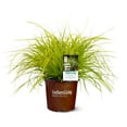 thumbnail image 1 of Southern Living EverColor Everillo Carex 'Sedge' Live Shrub in 2.5-Quart Grower Pot, 1 of 8
