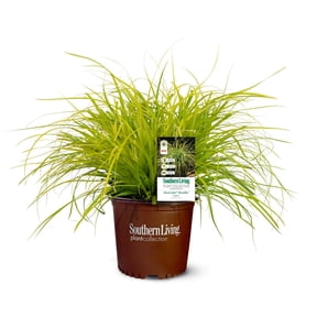 Southern Living EverColor Everillo Carex 'Sedge' Live Shrub in 2.5-Quart Grower Pot