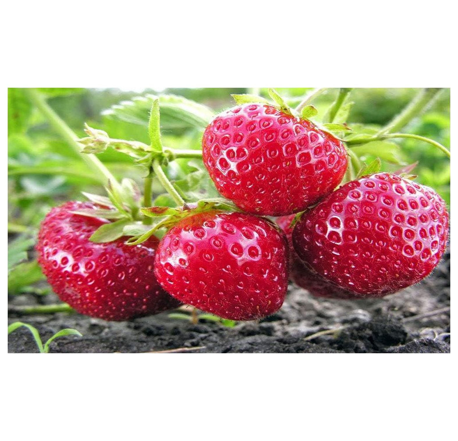 Everbearing(Day Neutrals) Strawberries Plants Bare Root (pack of 20