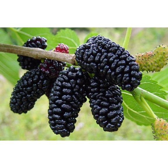 Everbearing Dwarf Mulberry Plant - Morus nigra - 6" Pot - Sweet Fruit