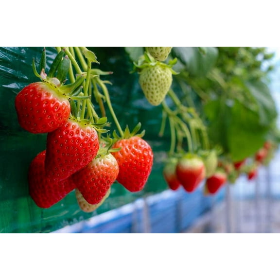 Everbearing Garden Strawberry Seeds - 200+ Seeds - Grow Red Strawberry Vines - Made in USA, Ships from Iowa.