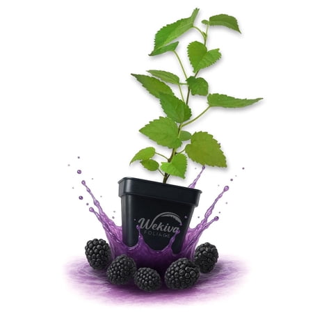 Dwarf Everbearing Mulberry Tree - 2 Live Plants in 3 Inch Growers Pots - Morus - Edible Fruit Bearing Tree for The Patio and Garden