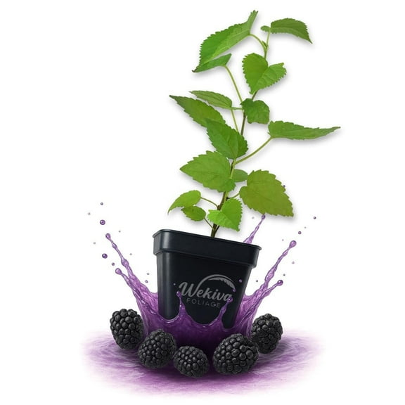 Dwarf Everbearing Mulberry Tree - 2 Live Plants in 3 Inch Growers Pots - Morus - Edible Fruit Bearing Tree for The Patio and Garden