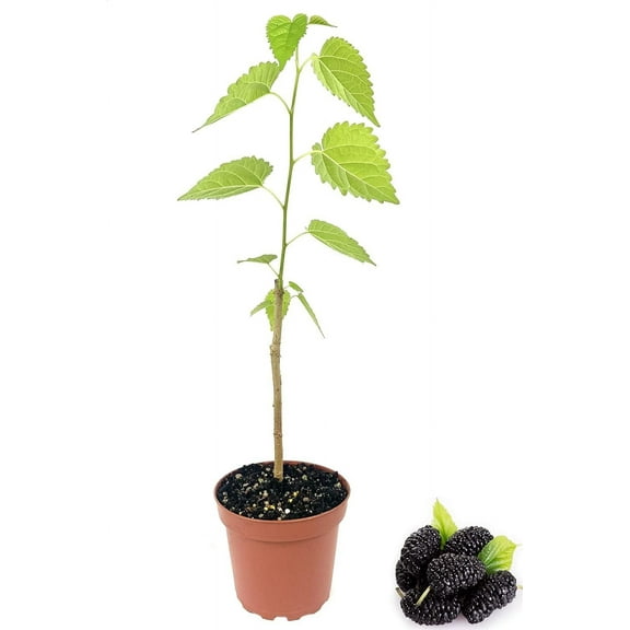 Everbearing Mulberry Tree - Live Plant in a 4 Inch Pot - Edible Fruit Tree for The Patio and Garden