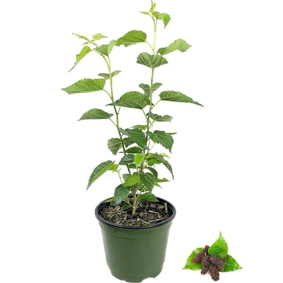 Everbearing Mulberry Tree - Live Plant in a 6 Inch Pot - Edible Fruit Tree for The Patio and Garden