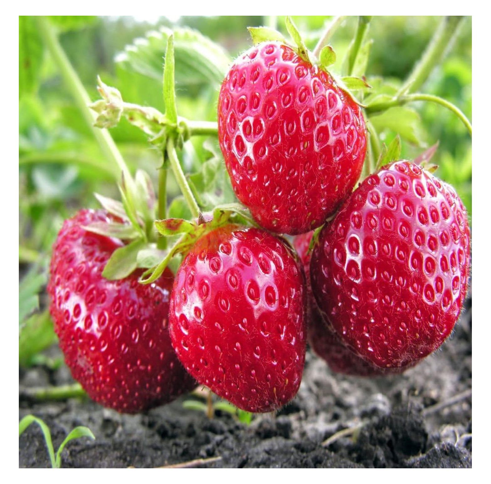Everbearing Ozark Beauty Strawberry Plants 20 Bare Root Plants